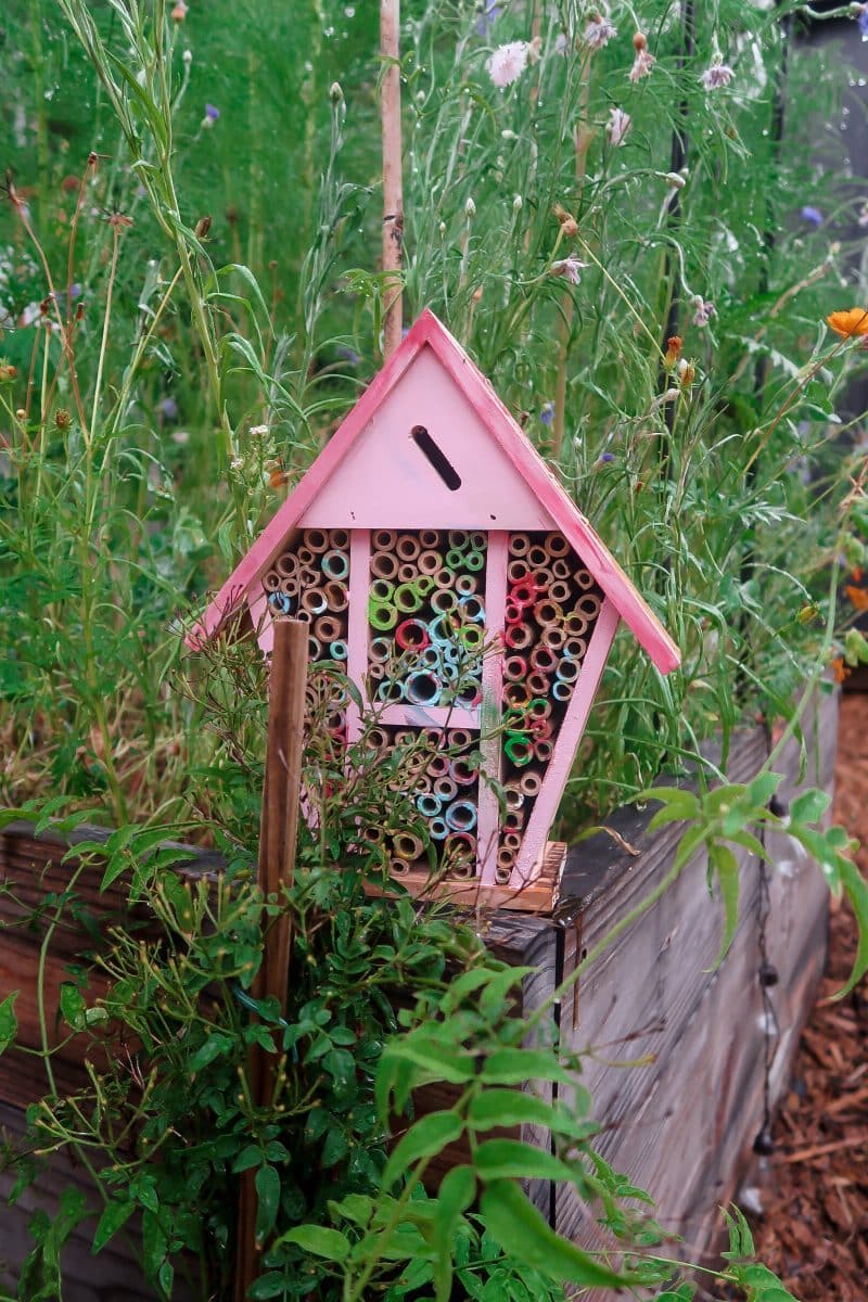 Lady Bug Release Tips