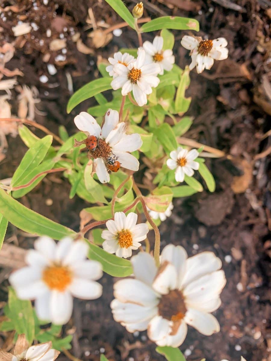 Lady Bug Release Tips