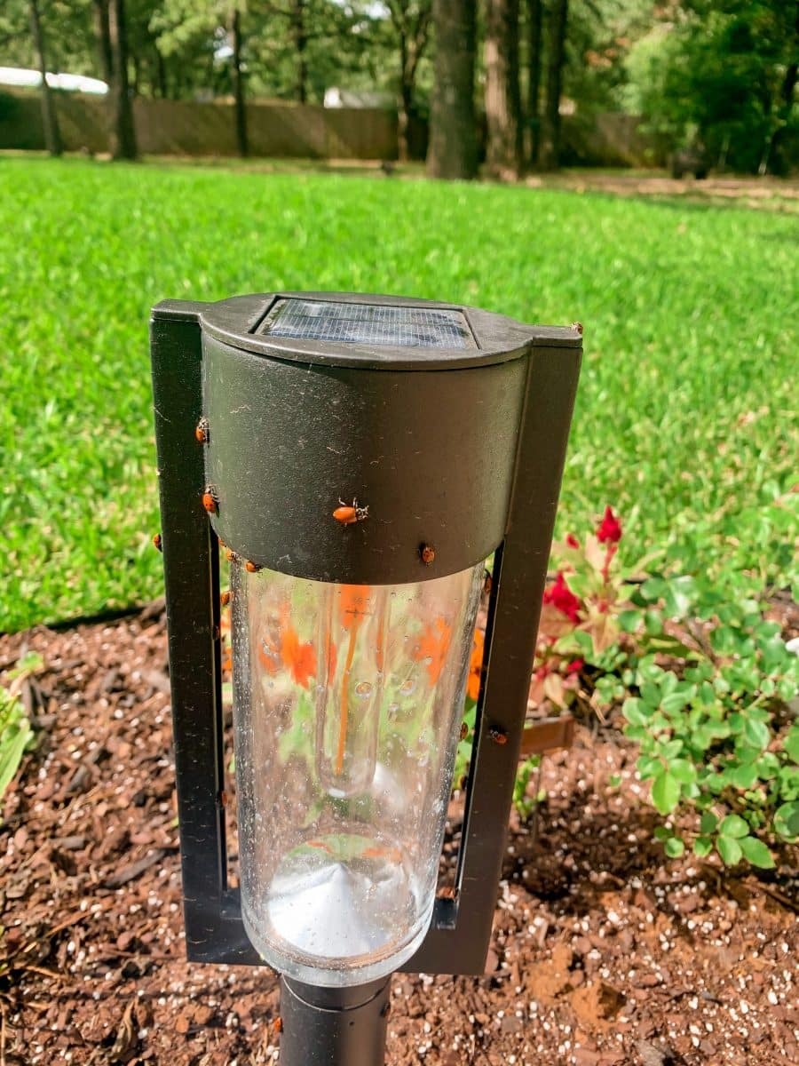 Lady Bug Release Tips