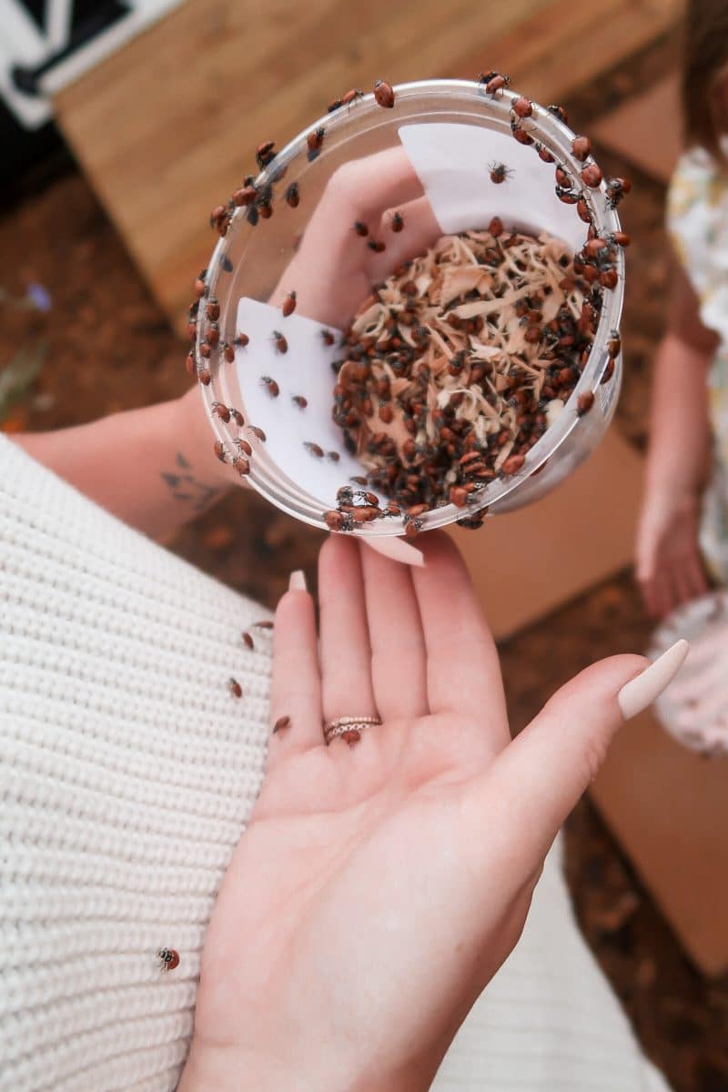 Lady Bug Release Tips