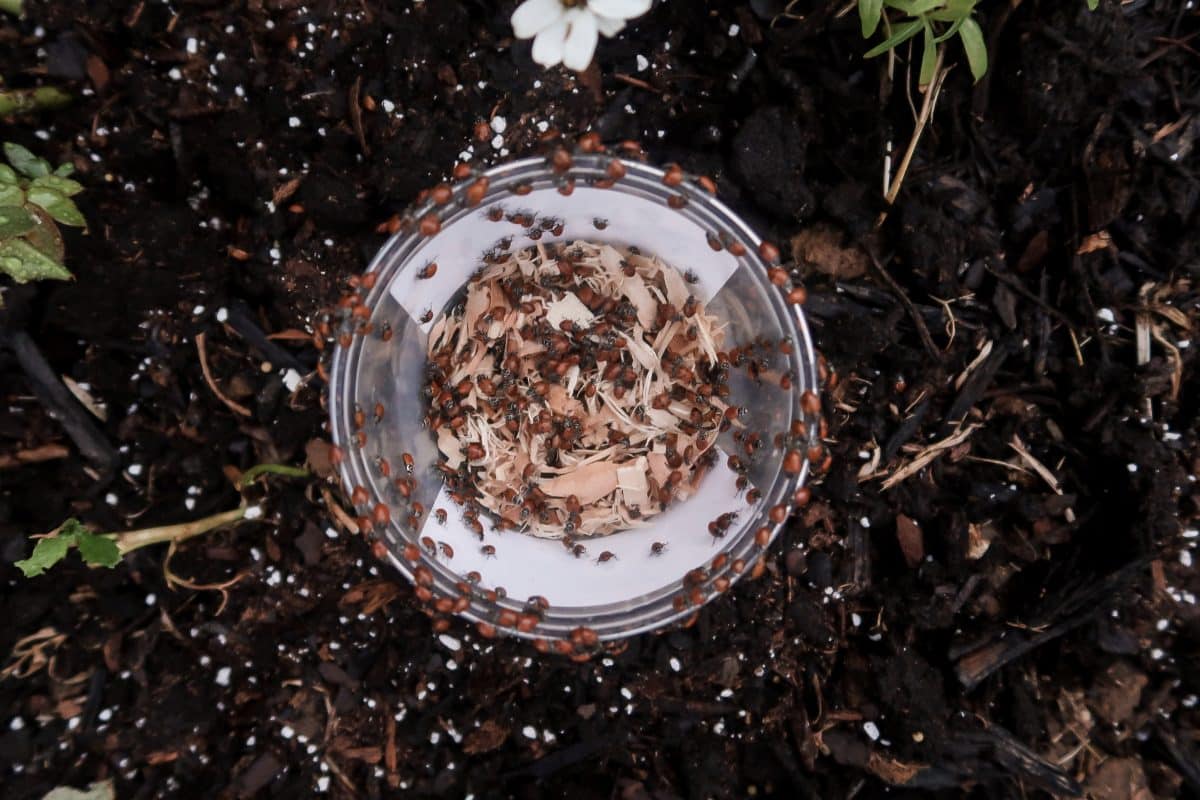 Lady Bug Release Tips