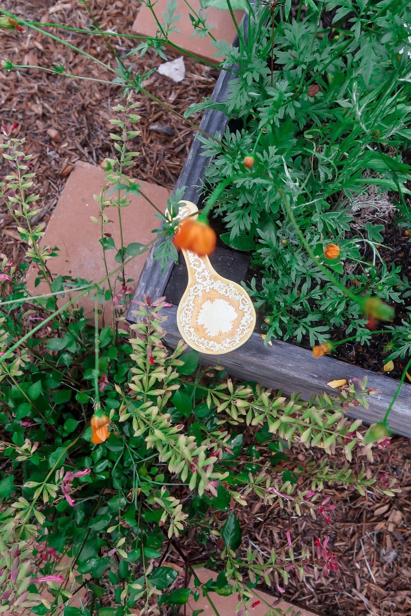 Lady Bug Release Tips