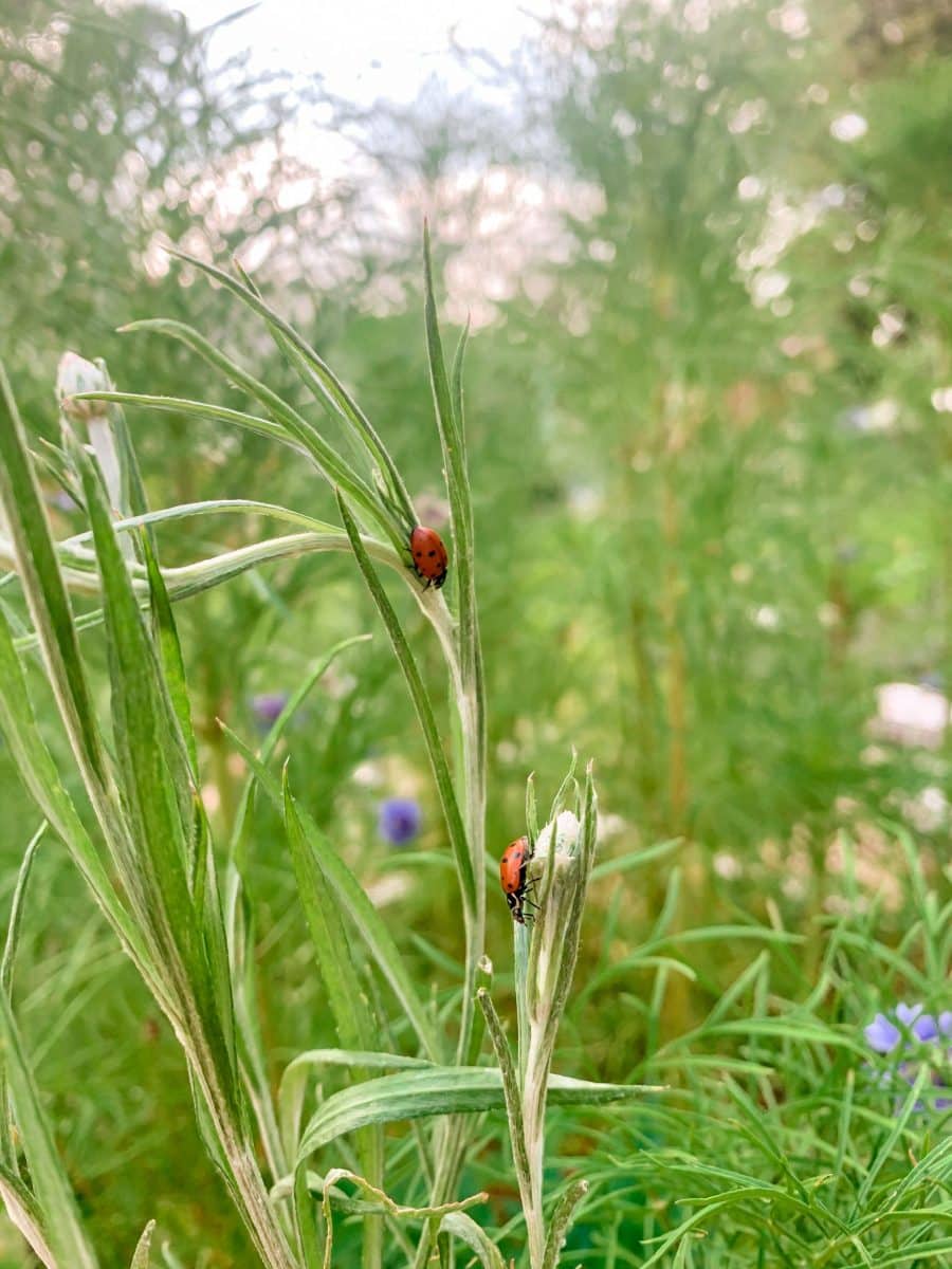 Lady Bug Release Tips