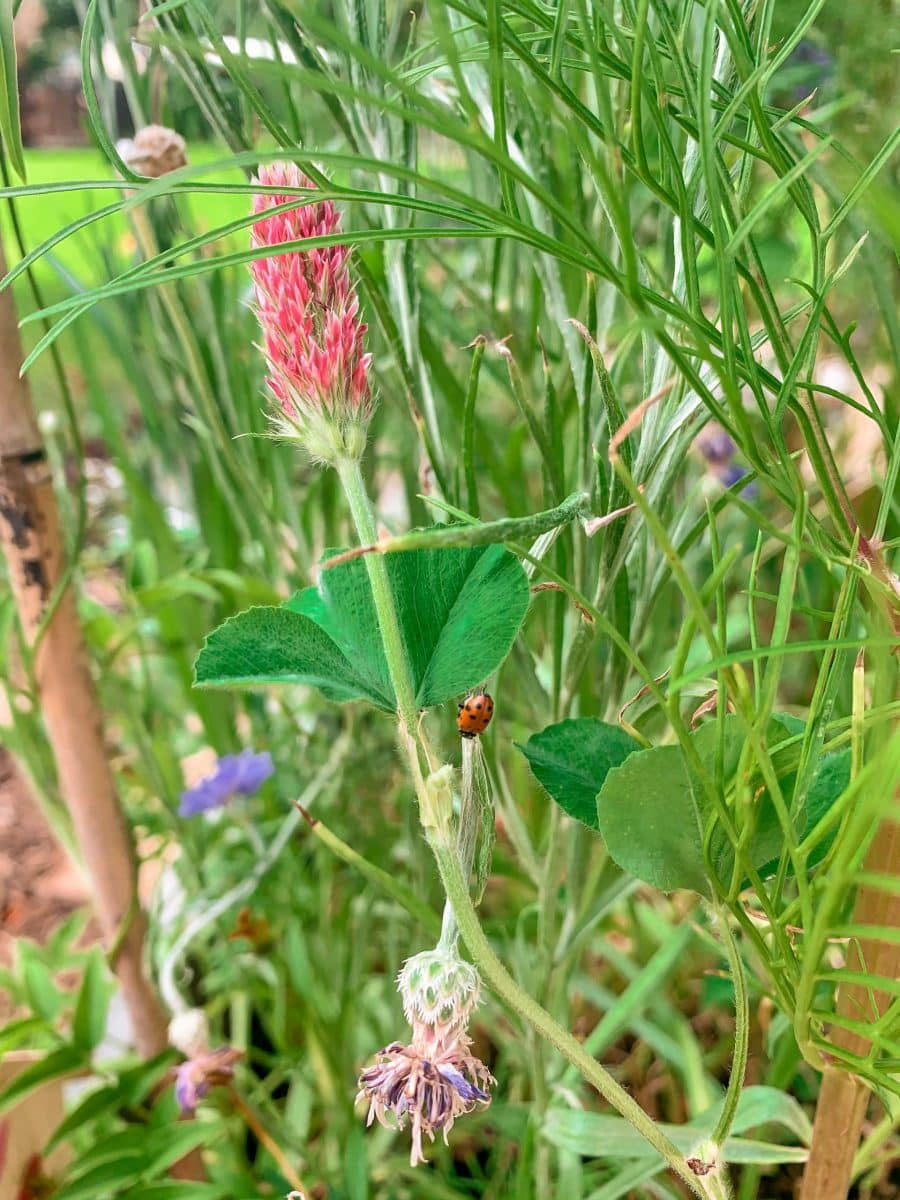 Lady Bug Release Tips
