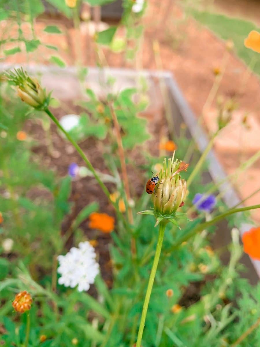Lady Bug Release Tips