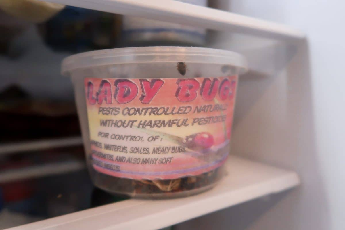Lady Bug Release Tips